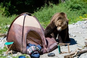 grizzly-bear-campsite-contact