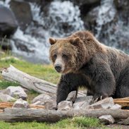 grizzly-bear-wild-yellowstone