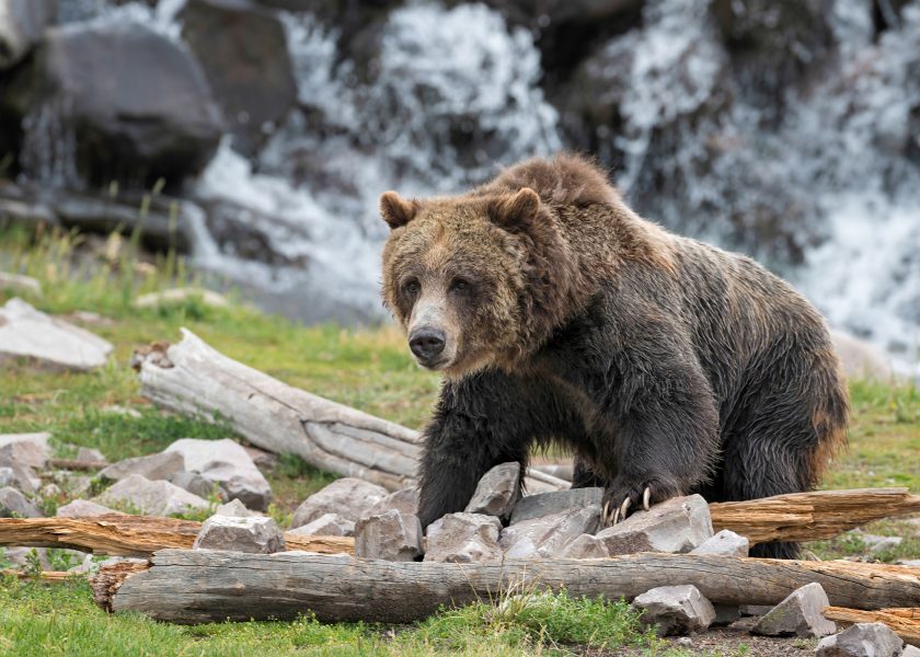 grizzly-bear-wild-yellowstone