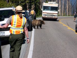 yellowstone-grizzly-bear-roadway
