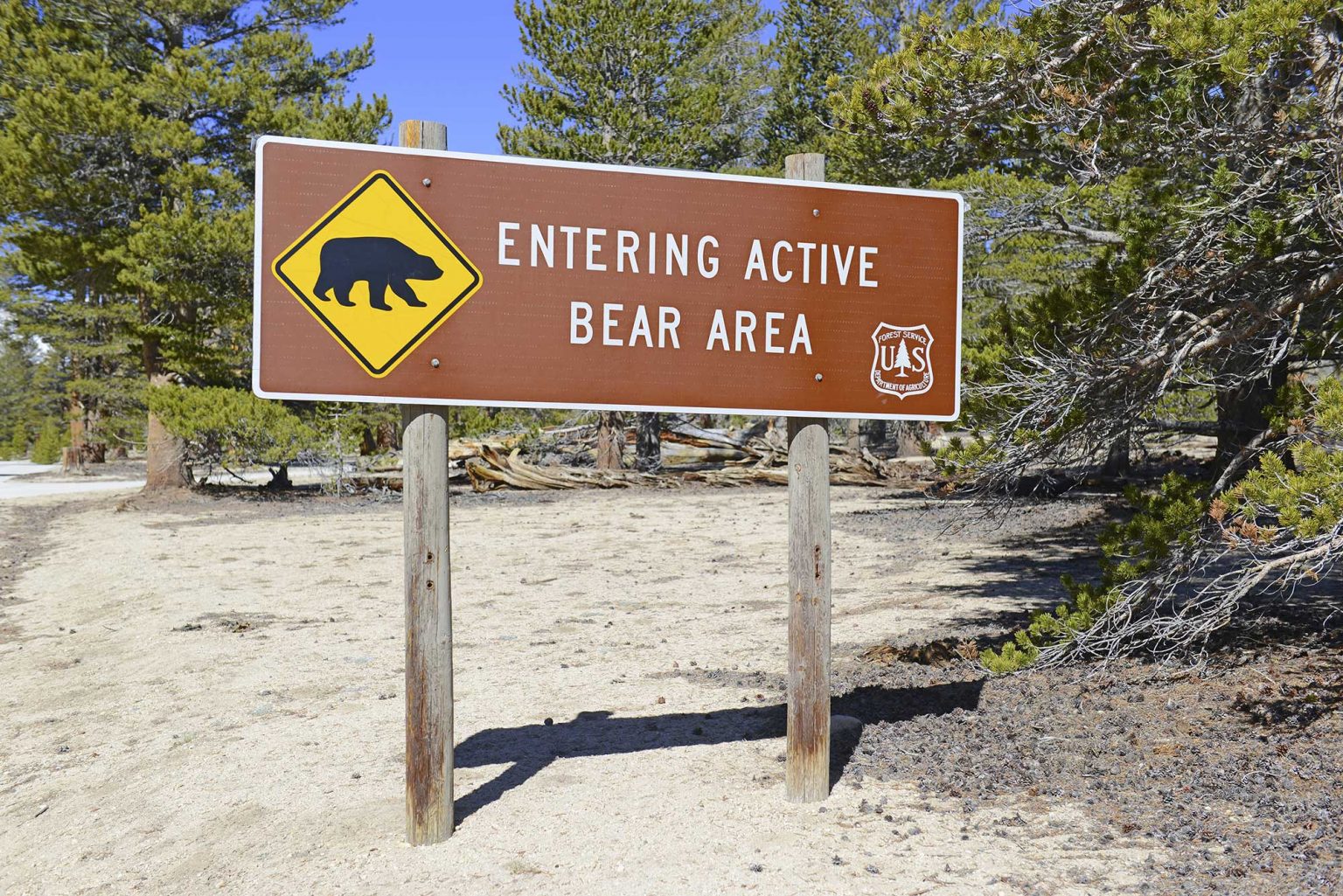 5 Safety Tips For Campers And Hikers Around Black Bears ActionHub