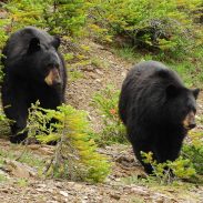 black-bears-trail-canada-grazing