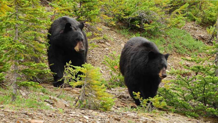 black-bears-trail-canada-grazing