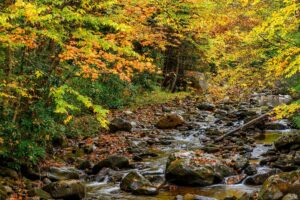 fall-color-tea-creek-pocahontus-county-west-virginia