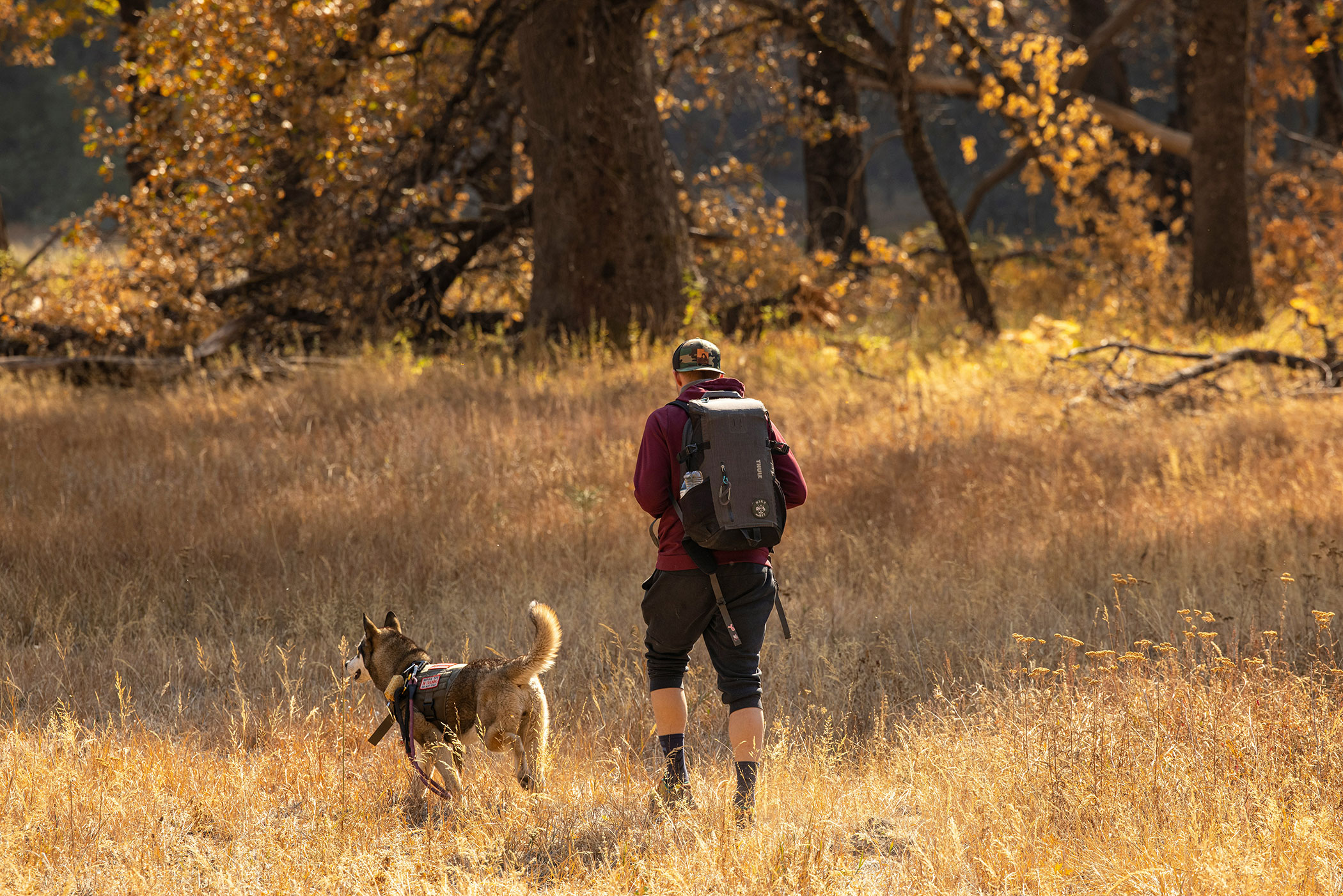 hiking-dog-unsplash-sponsored