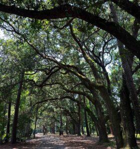 Hilton-Head-Trees