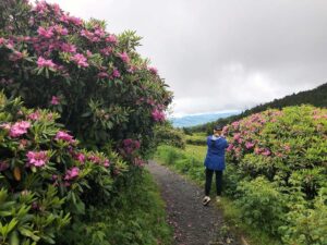 Rhododendrons-in-bloom-on-Roan-Mountain_Photo-courtesy-of-Carter-County-Tourism-