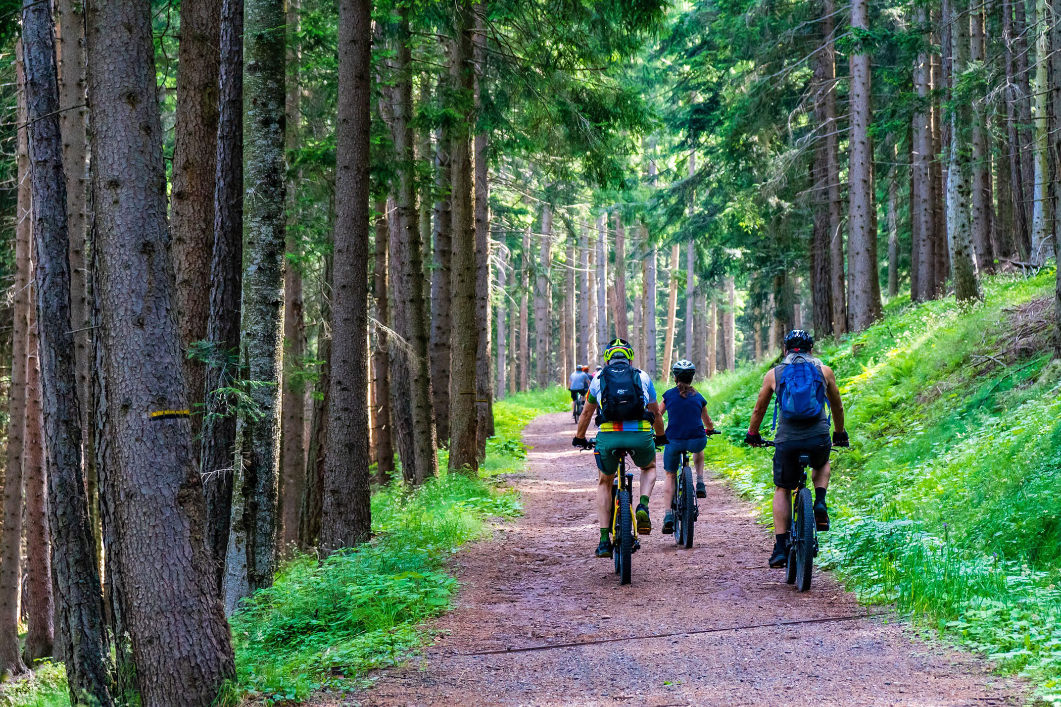 forest-mountain-biking-sponsored