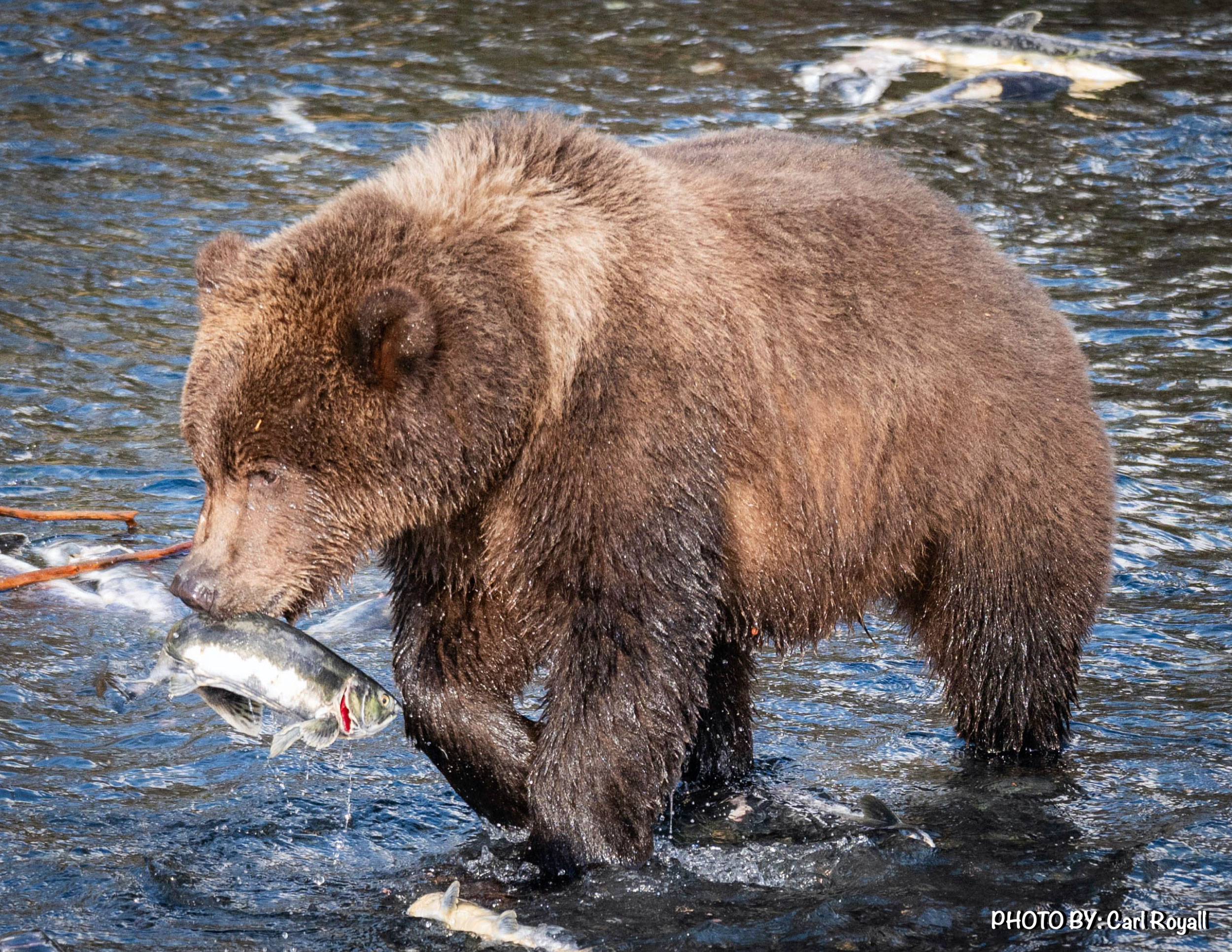 BEAR-KATMAI-FISHING