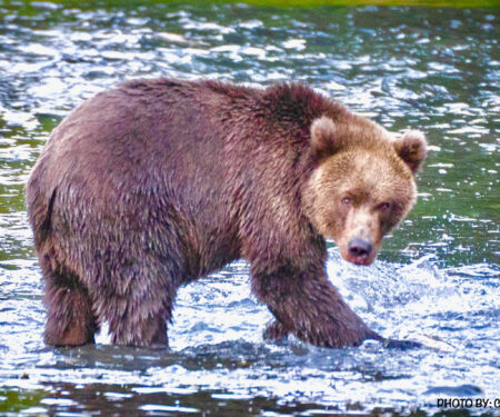 BEAR-STREAM-FACING-CAMERA-ROYALL